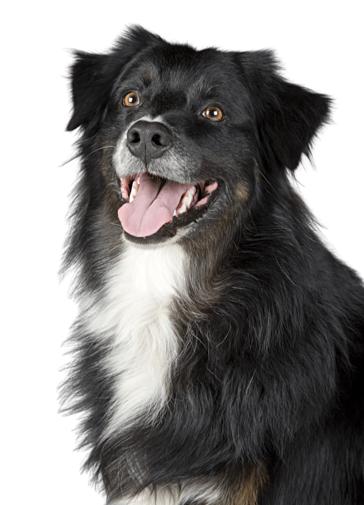 After background removal preview for Pet portrait